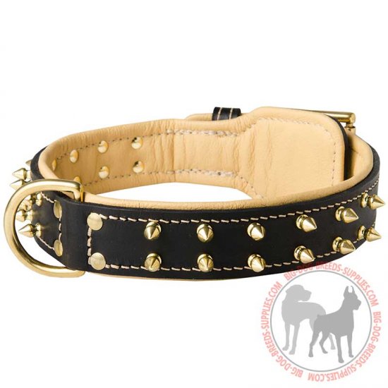 C447 - PRICE LEVEL 2 - Nappa Padded Leather Dog Collar with Brass Spikes for Walking