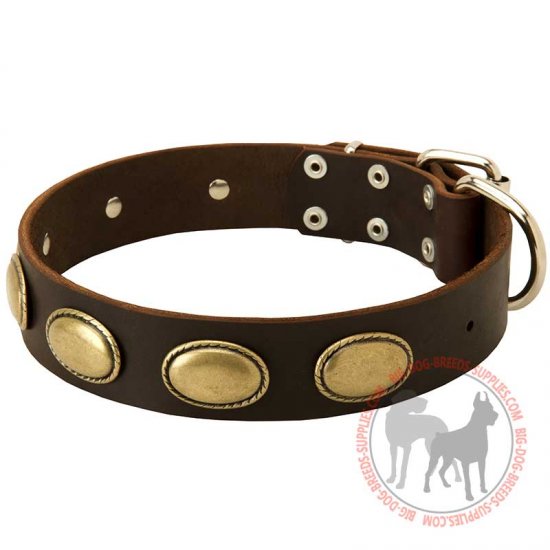 C103 - PRICE LEVEL 2 - Walking and Training Leather Collar with Brass Oval Plates