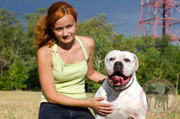Leather American Bulldog Collar for Everyday Walking