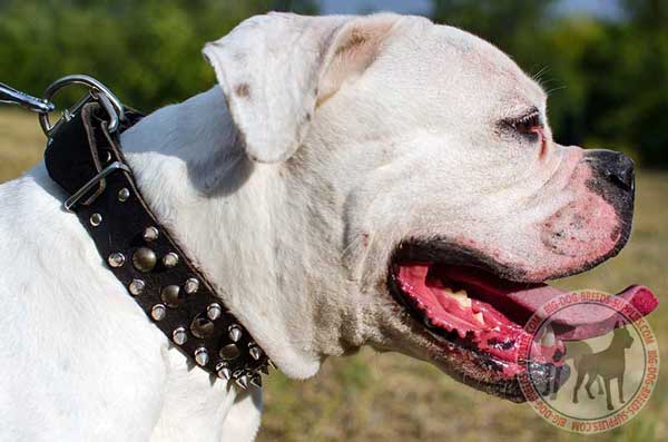 Leather collar for American Bulldog striking design 
