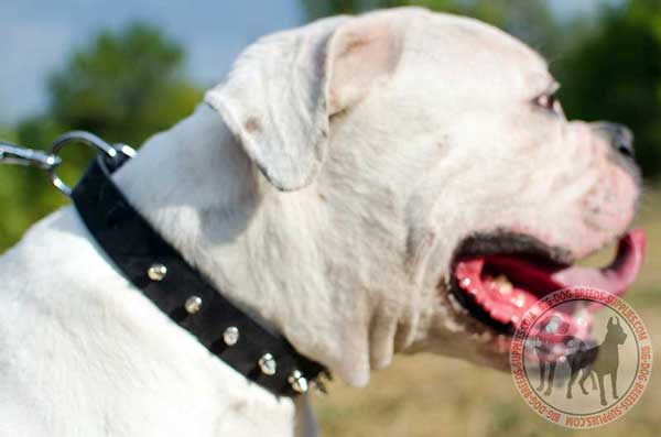Leather collar for American Bulldog rust proof tool