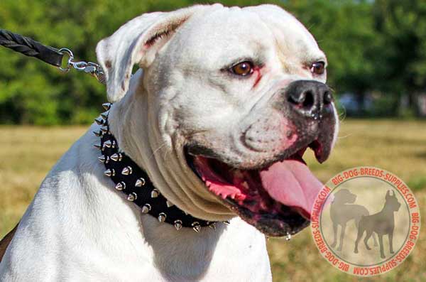 Nylon collar for American Bulldog rust proof tool