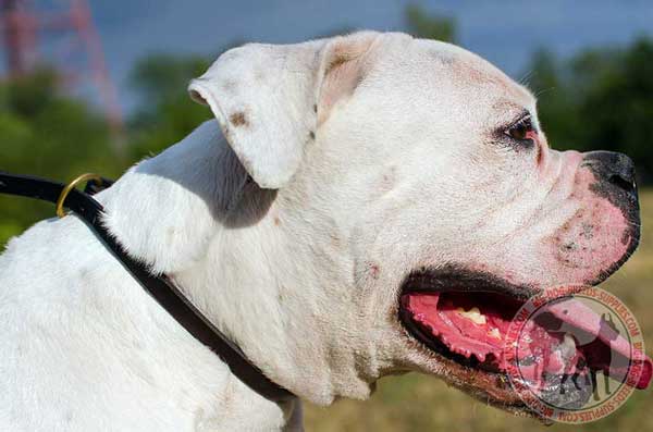 Choke collar for American Bulldog for training 