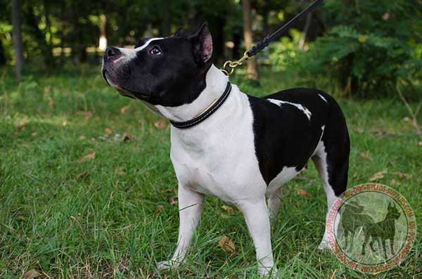 Leather Choke Collar for Amstaff Successful Training