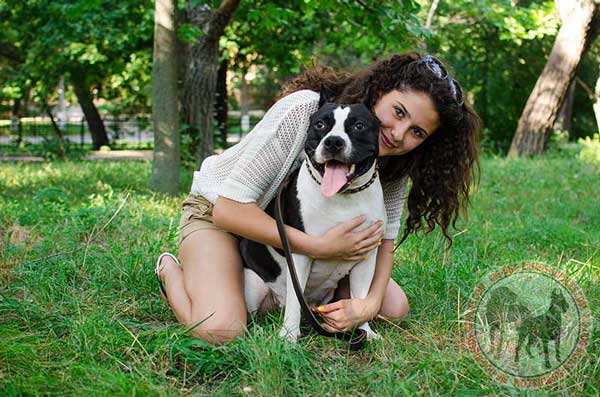 Amstaff Leather Collar for Daily
Walking in Style