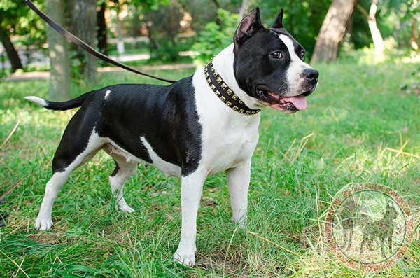 Leather Collar for Amstaff Stylish Walks