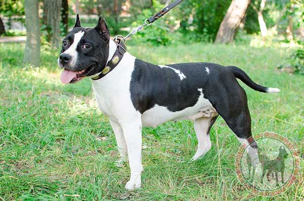 Leather Collar for Amstaff Walking in Style