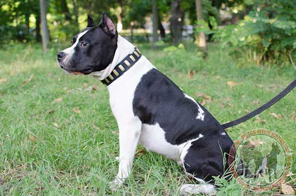Leather Collar for Amstaff with Solid Brass Plates