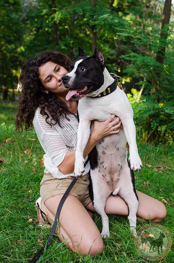 Leather Collar for Amstaff Fashionable Look 