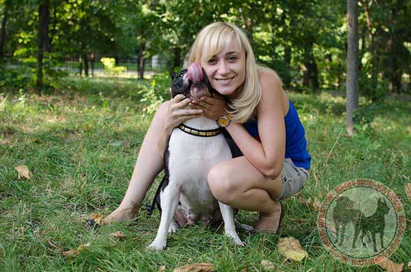 Amstaff Collar Leather with Rust Resistant Brass Plates