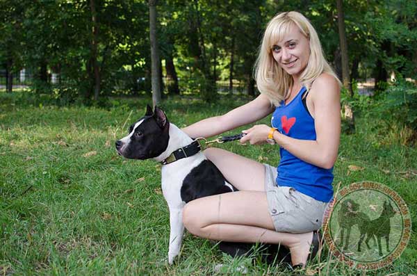 Amstaff collar for walking and training