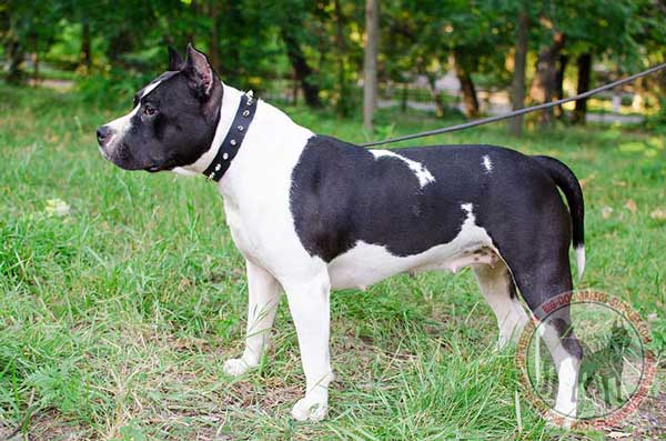 Amstaff leather collar for better handling