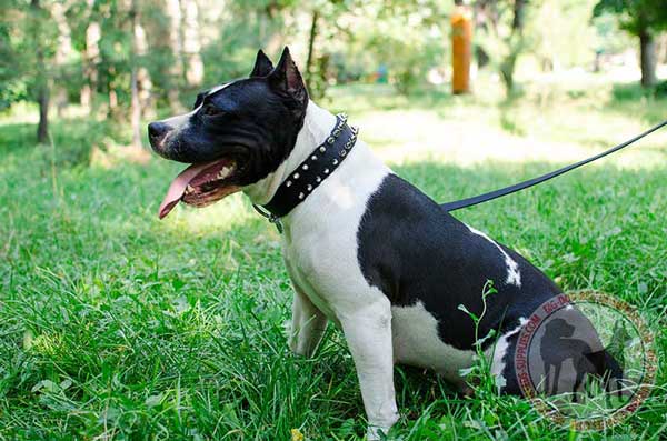 Amstaff nylon collar for better handling