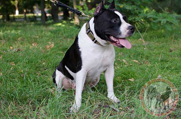 Collar for Amstaff of naturalleather with decoration 