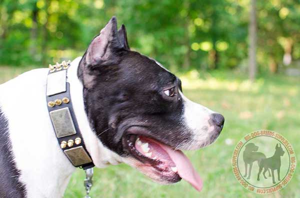 Amstaff collar stylish and glamourous