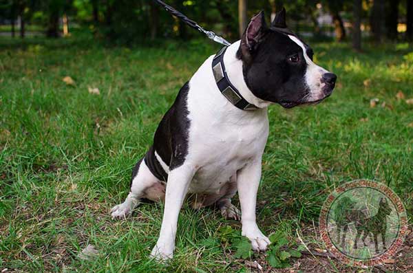 Leather Collar for Amstaffs