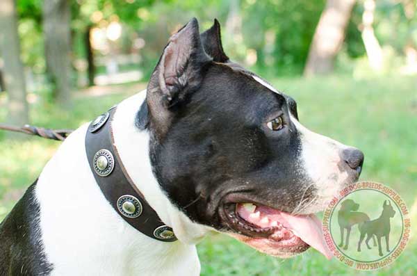 Leather Collar for Amstaff Walking