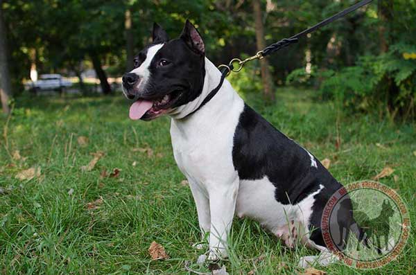 Amstaff choke collar handcrafted for training