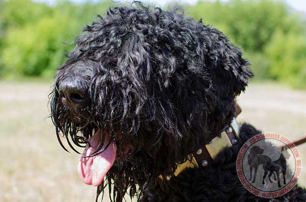 Black Russian Terrier collar decoraed with style