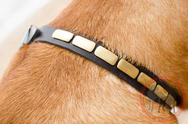 Brass Plates Riveted to Strong Leather Collar