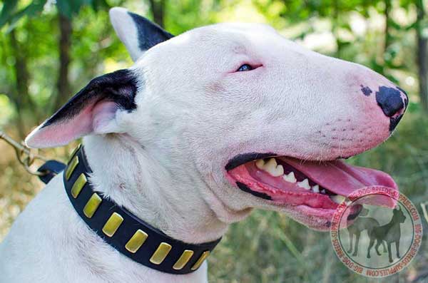 Leather Collar for Bull Terrier with Solid Brass Plates
