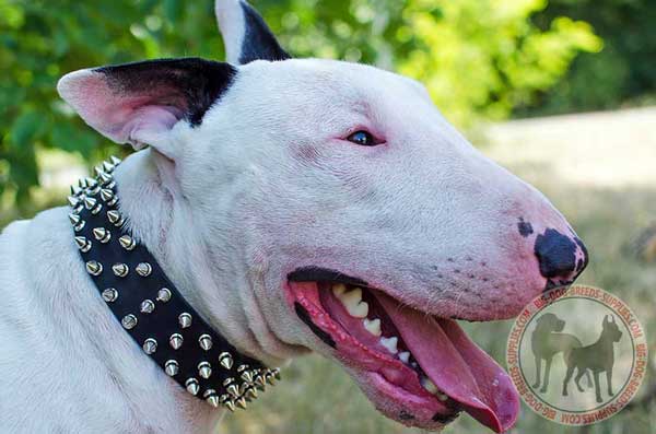  Bull Terrier leather collar anti allergic material