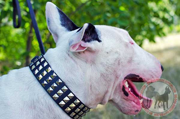  Bull Terrier leather collar anti allergic material