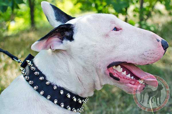  Bull Terrier nylon collar non-toxic material