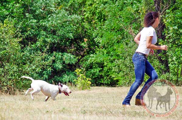 Unique Leather Bull Terrier Collar