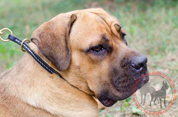 Leather Cane Corso Choke Collar with White Durable Stitching