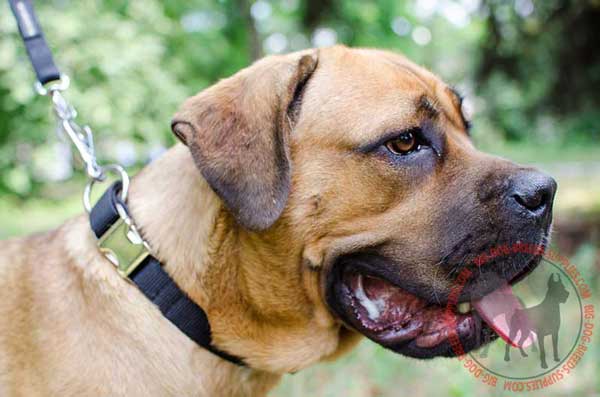 Nylon Cane Corso Collar for Daily Walking