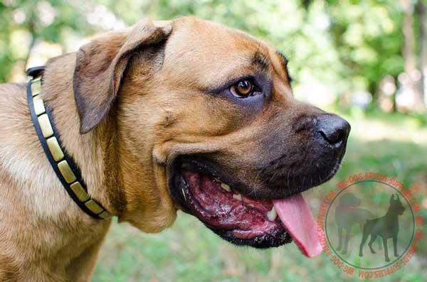 Cane Corso Collar Leather with Riveted Brass Plates