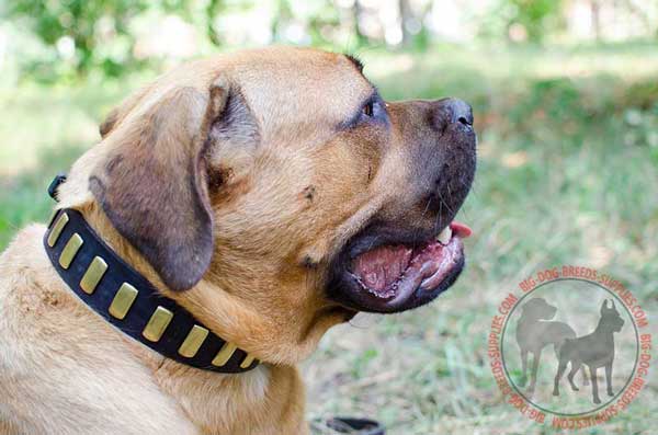 Leather Cane Corso Collar Brass Plated