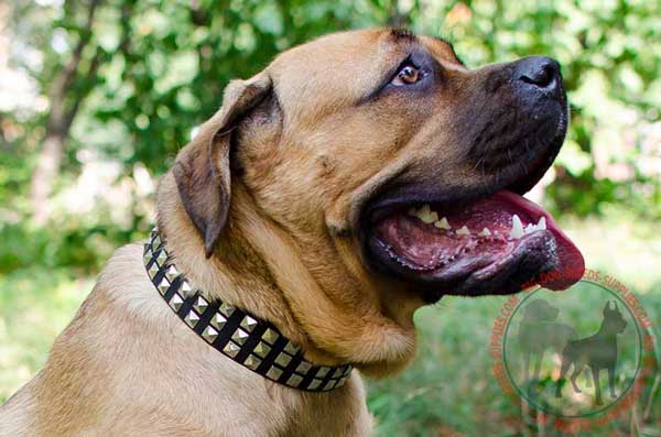 Leather collar for Cane Corso striking design 