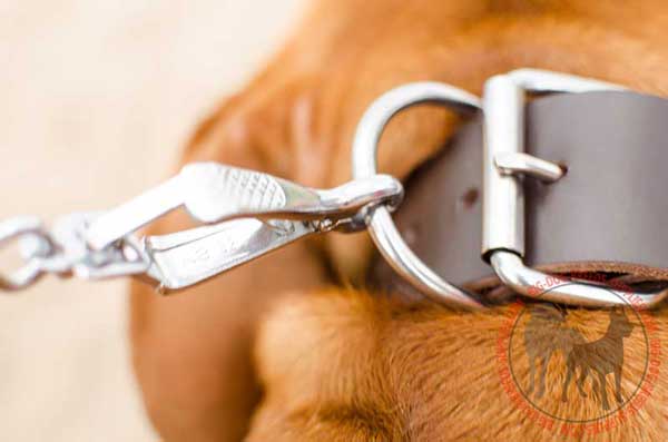 D-Ring on Leather Collar for Lead