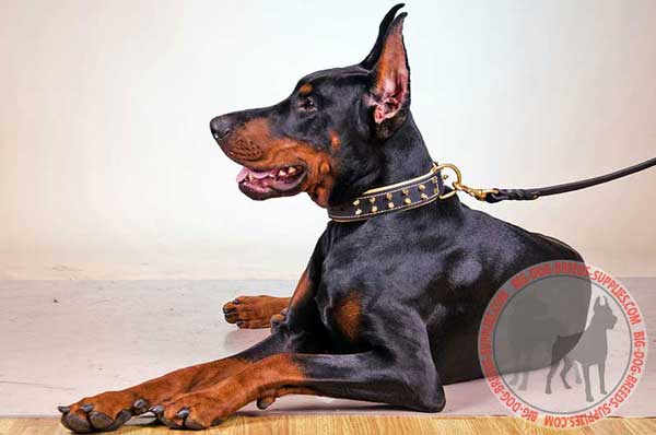 Leather Collar for Doberman 