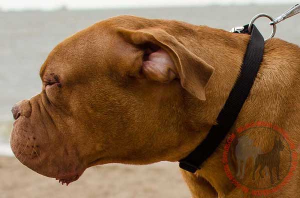 Dogue de Bordeaux Nylon Collar for All Weather Walking