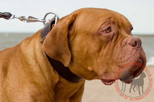 Leather Collar for Dogue de Bordeaux Walking