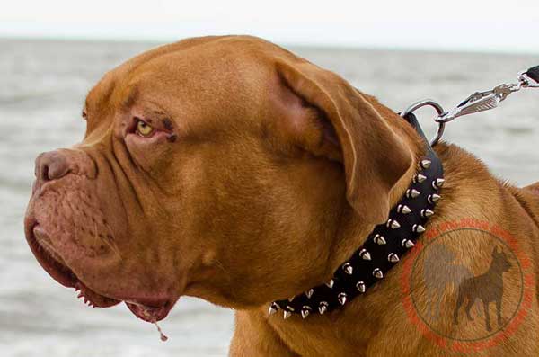 Nylon collar for Dogue de Bordeaux amazing design 