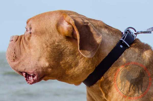 Dogue de Bordeaux Collar for Walking