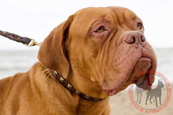 Leather Collar for Dogue de Bordeaux with Decoration