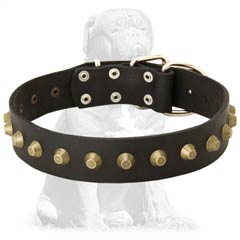 Durable and reliable daily collar