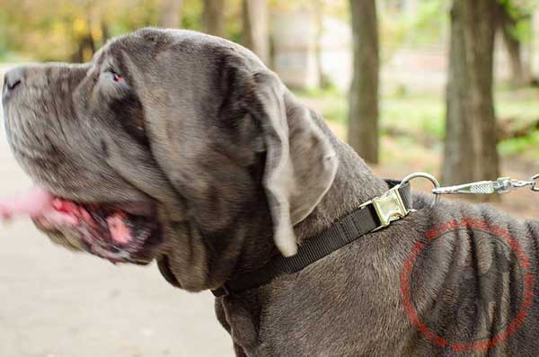 Nylon Collar for Mastino Napoletano Successful Training