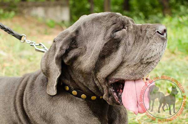 Leather Collar for Mastino Napoletano Training