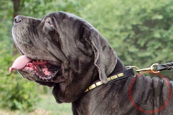 Leather Mastino Napoletano Collar with Rust Resistant Brass Buckle