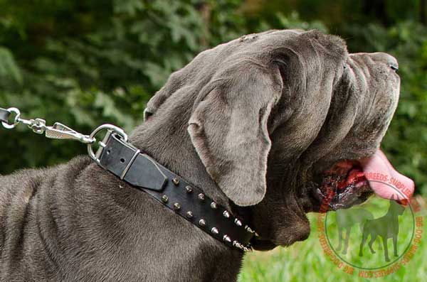 Leather Mastino Napoletano Collar with Solid Rust-proof Fittings