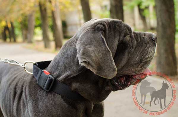 Mastino Napoletano Collar Nylon for Comfy Walking Activities