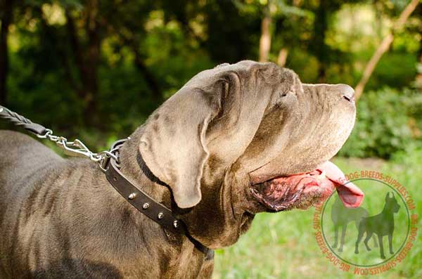 Collar leather for Mastino Napoletano eco-friendly material