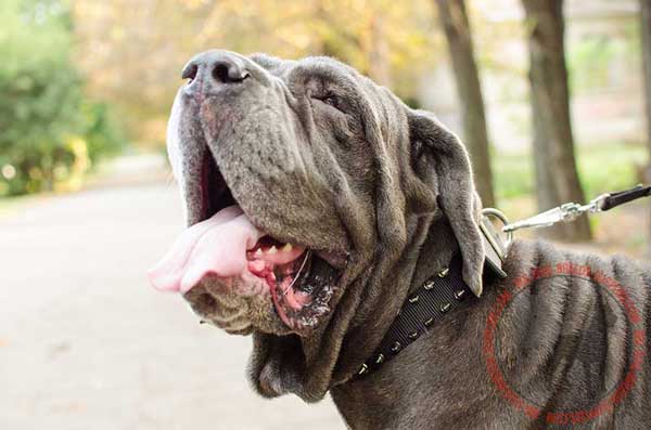 Collar nylon for Mastino Napoletano eco-friendly material