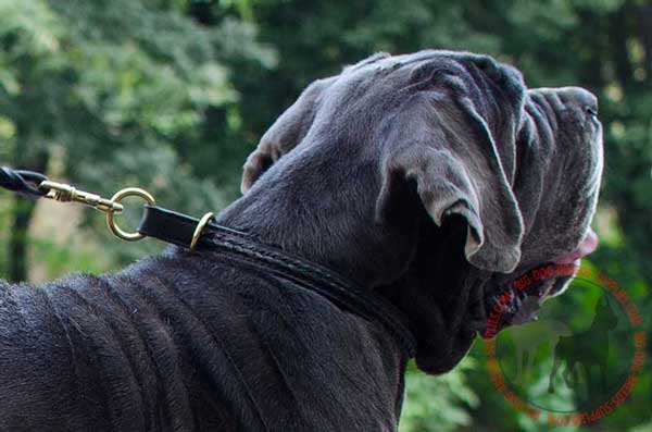 Leather Choke Collar for Mastino Napoletano Training